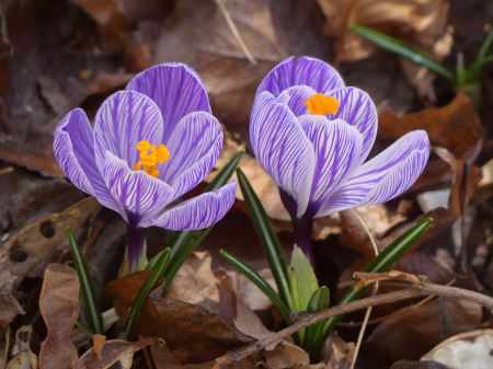 First to Open
