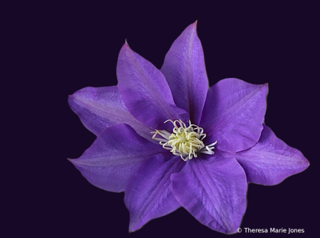 Clematis