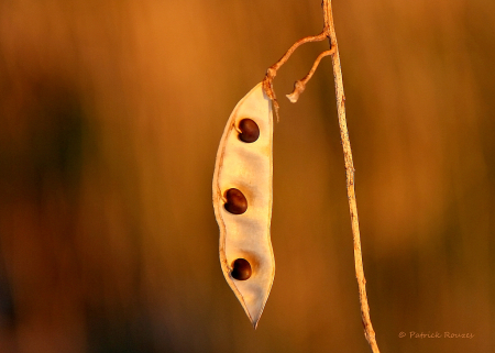 Lupine Seed Pod