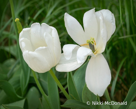 Tulips