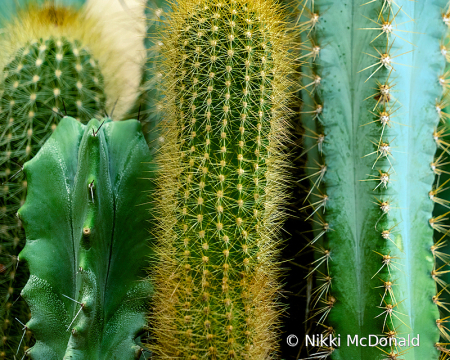 Cactus, Cactus, and More Cacti