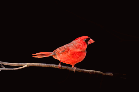The Cardinal