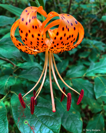 Sycamore Shoals Botanical Garden