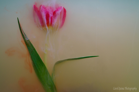 Paint me a Tulip