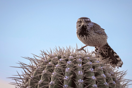 Desert Cactus Wren