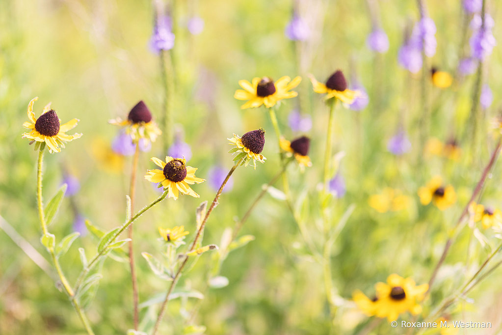 Wild lazy susans on the prairie - ID: 16136637 © Roxanne M. Westman