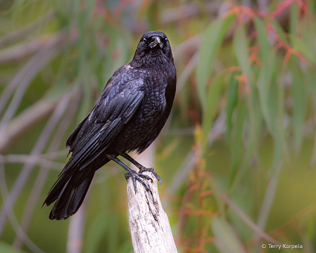 American Crow