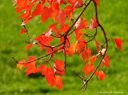 ~ ~ AUTUMN COLOR ~ ~ 