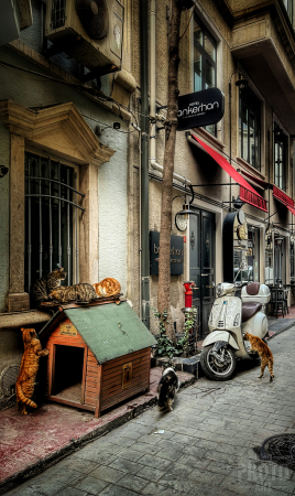 ~ ~ ISTANBUL CATS ~ ~ 