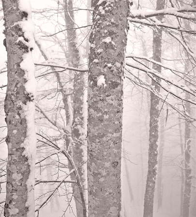 Beech Tree Forest in winter fog.