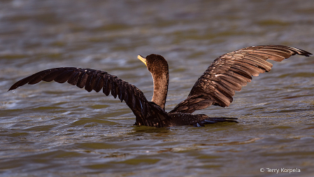 Double-crested Cormorant