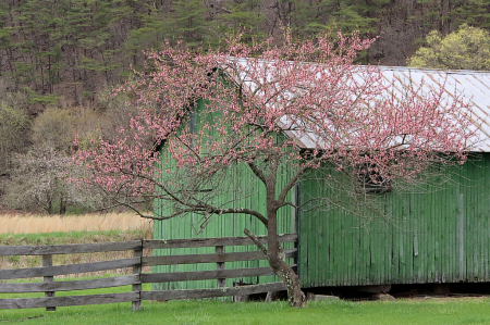 A Touch of Spring