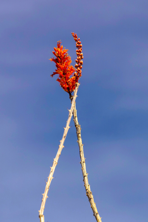 Ocotillo 