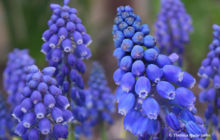 Spring Flowers