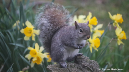 Squirrel Among Daffies