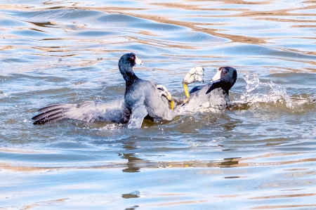 Fighting coots