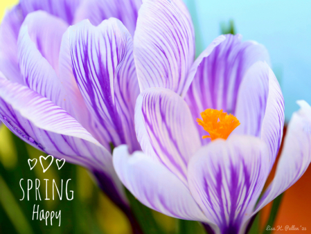 ~ S p R i N g H a p P y ~