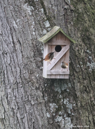House Hunting
