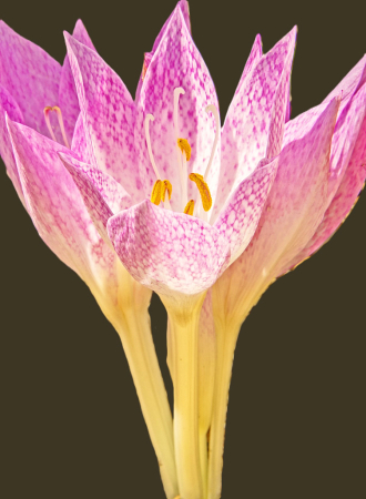 Crocus.
