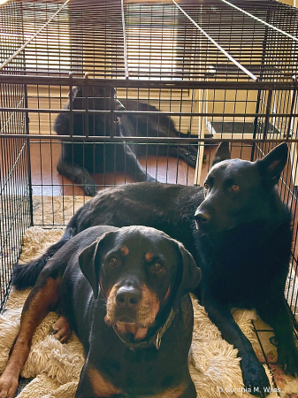 Caged Animals 