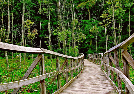 Trail Bridge-St. Mary’s Maryland 