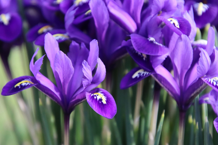 March Flowers