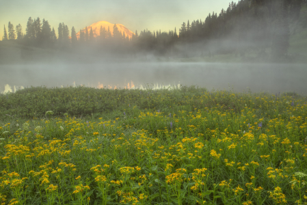 Morning Fog at Mt. Rainier