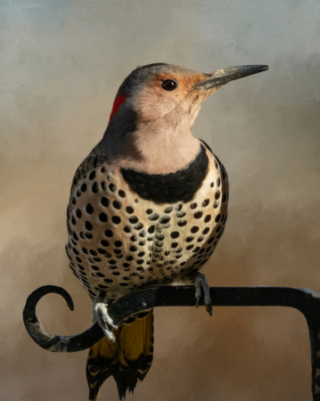 Northern Flicker