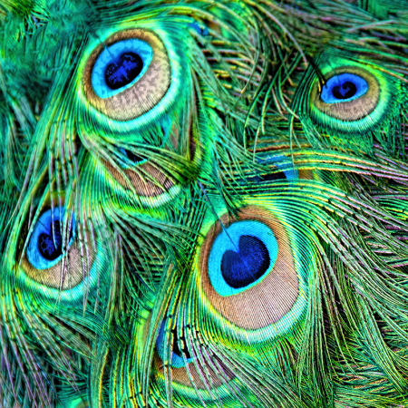 The Eyes Have It