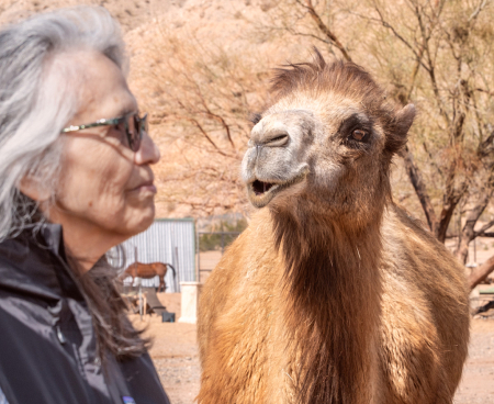 The curious camel 