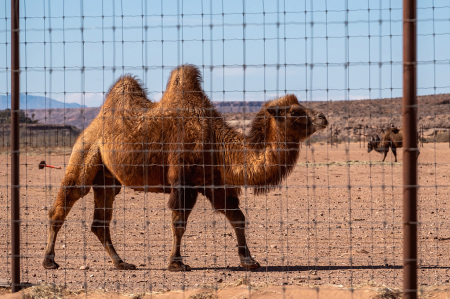 Norman, the camel