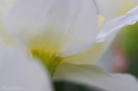 ~ Rejoice! ~