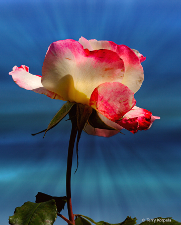A Nice Rose