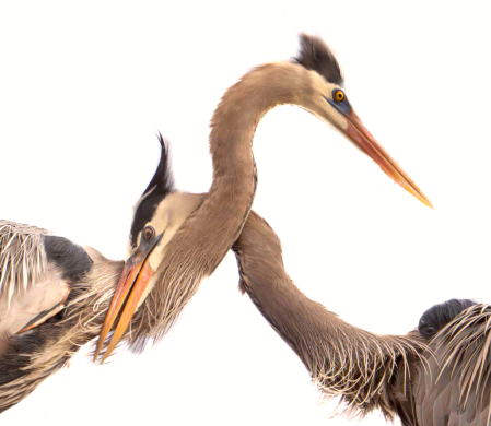 Necking