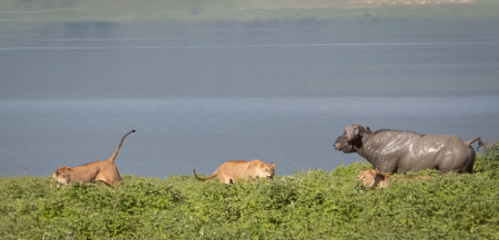 Three Lions and a Cape buffalo