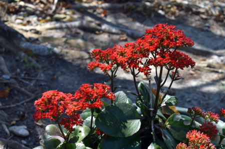 RED LITTLE FLOWERS