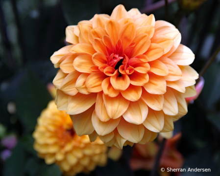Orange 