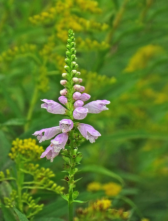 Powder Pink Spire