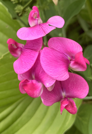 sweet pea