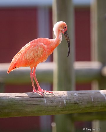 Scarlet Ibis