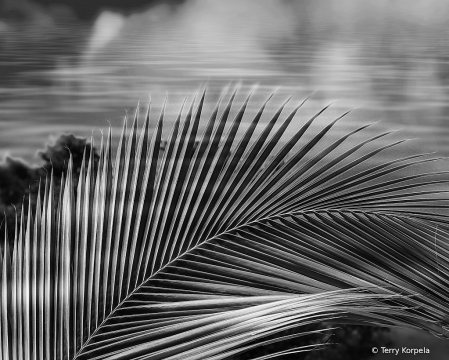 St. Thomas Botanical B&W