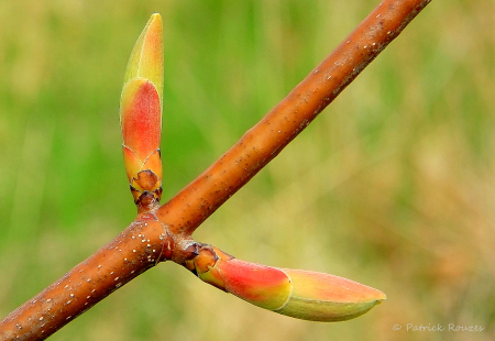 Harbinger of Spring