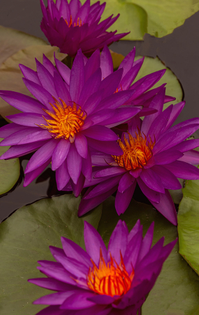 Hot Pink Waterlilies
