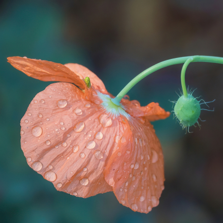 Seldom Seen
