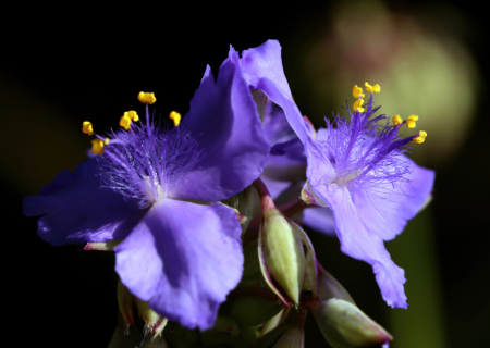 Purple Crown