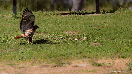 Red-tailed Hawk vs Gopher Snake