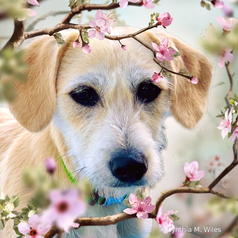 Joe in the Cherry Blossoms 