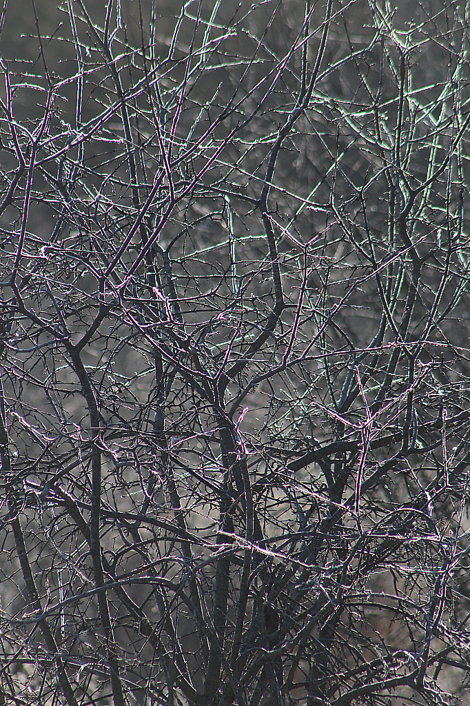 Color on a frosty morning 