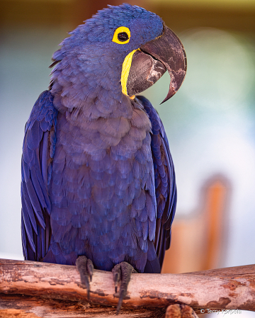Hyacinth Macaw