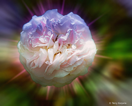 A Nice Rose
